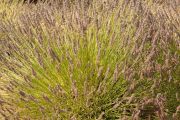 Foto: Opossum and the Painted Desert