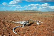 Foto: Opossum and the Painted Desert