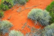 Foto: Opossum and the Painted Desert