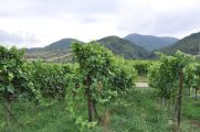 Foto: Along the Riesling route