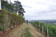 Foto: Along the Riesling route