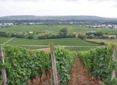 Foto: Along the Riesling route