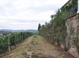 Foto: Along the Riesling route