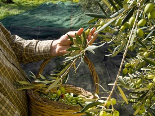 Olive Harvest in Apulia
