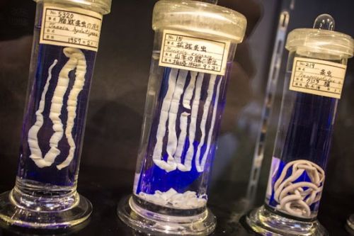 Meguro Parasitological Museum