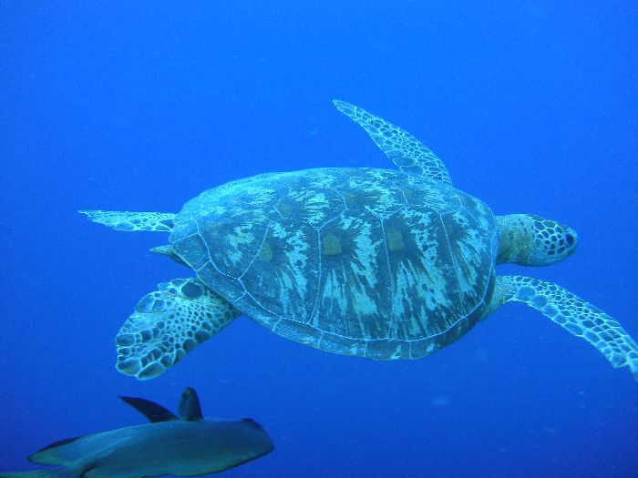 Sipadan