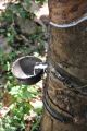 Foto: Vanilla County Homestay