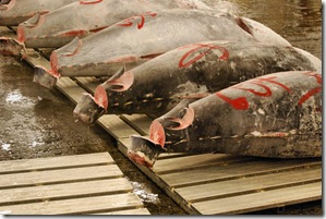Tuna Auction, Tsukiji Fish Market