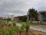 Foto: Vigne Surrau, not far from Porto Cervo